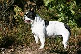 BOULEDOGUE FRANCAIS 1179
